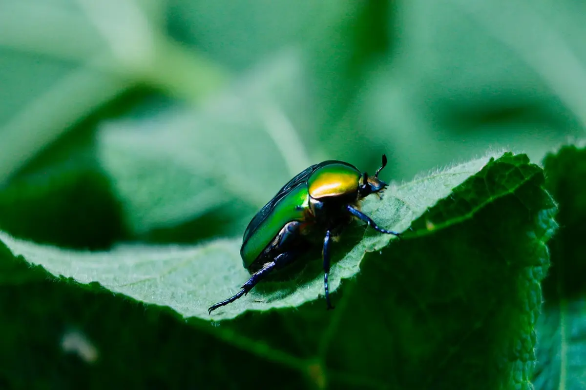 bug da shein grátis