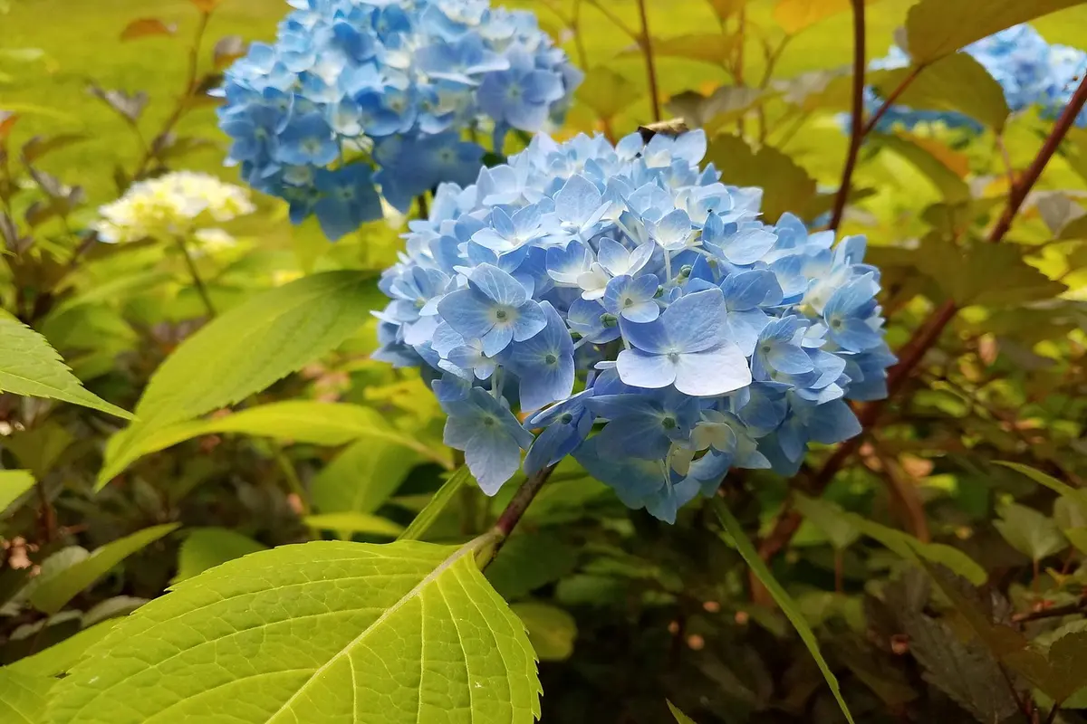 como tomar colageno hidrolisado