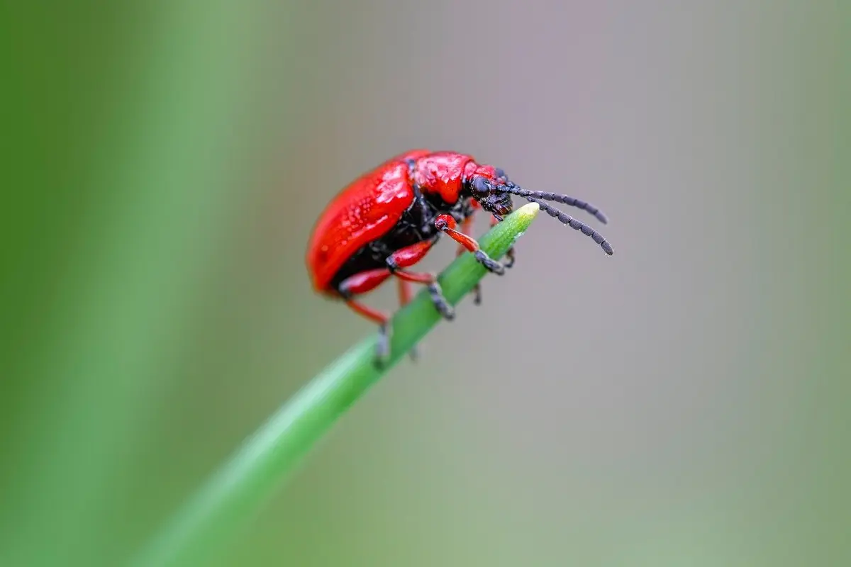 melhores dedetizadoras residenciais em piracicaba