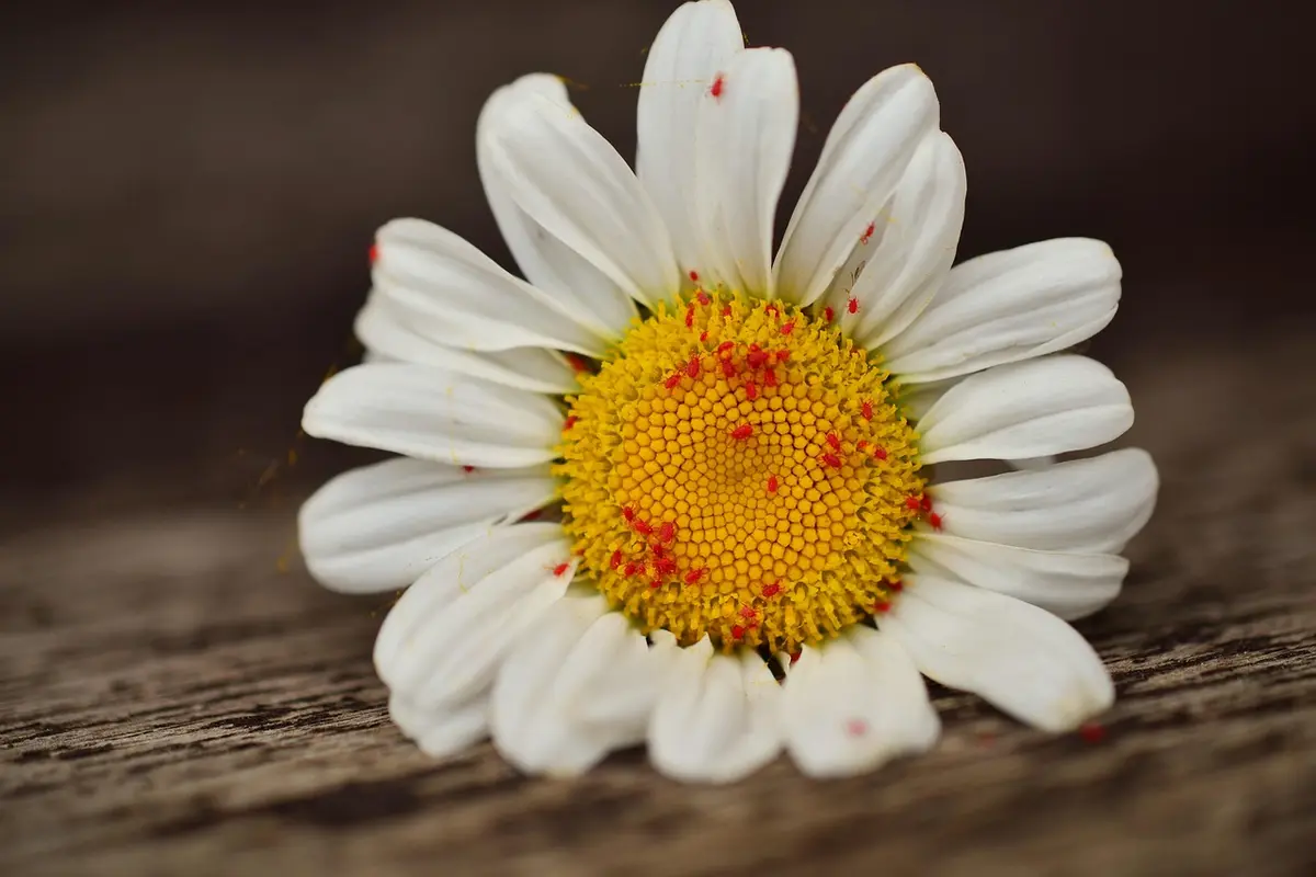 melhores empresas de dedetizacao em piracicaba