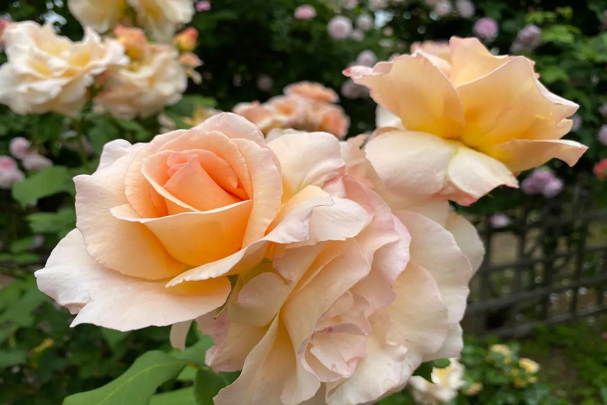 melhores floriculturas em piracicaba