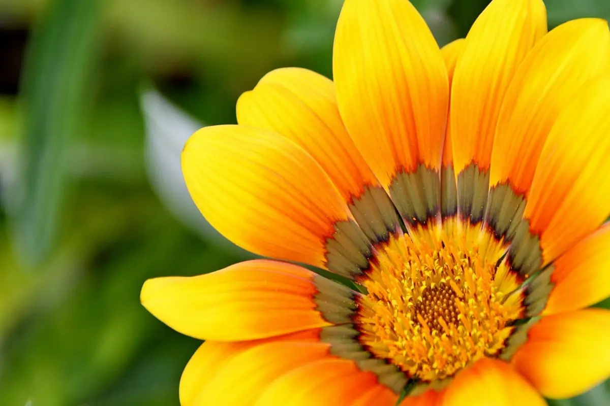 melhores lojas de jardinagem em piracicaba