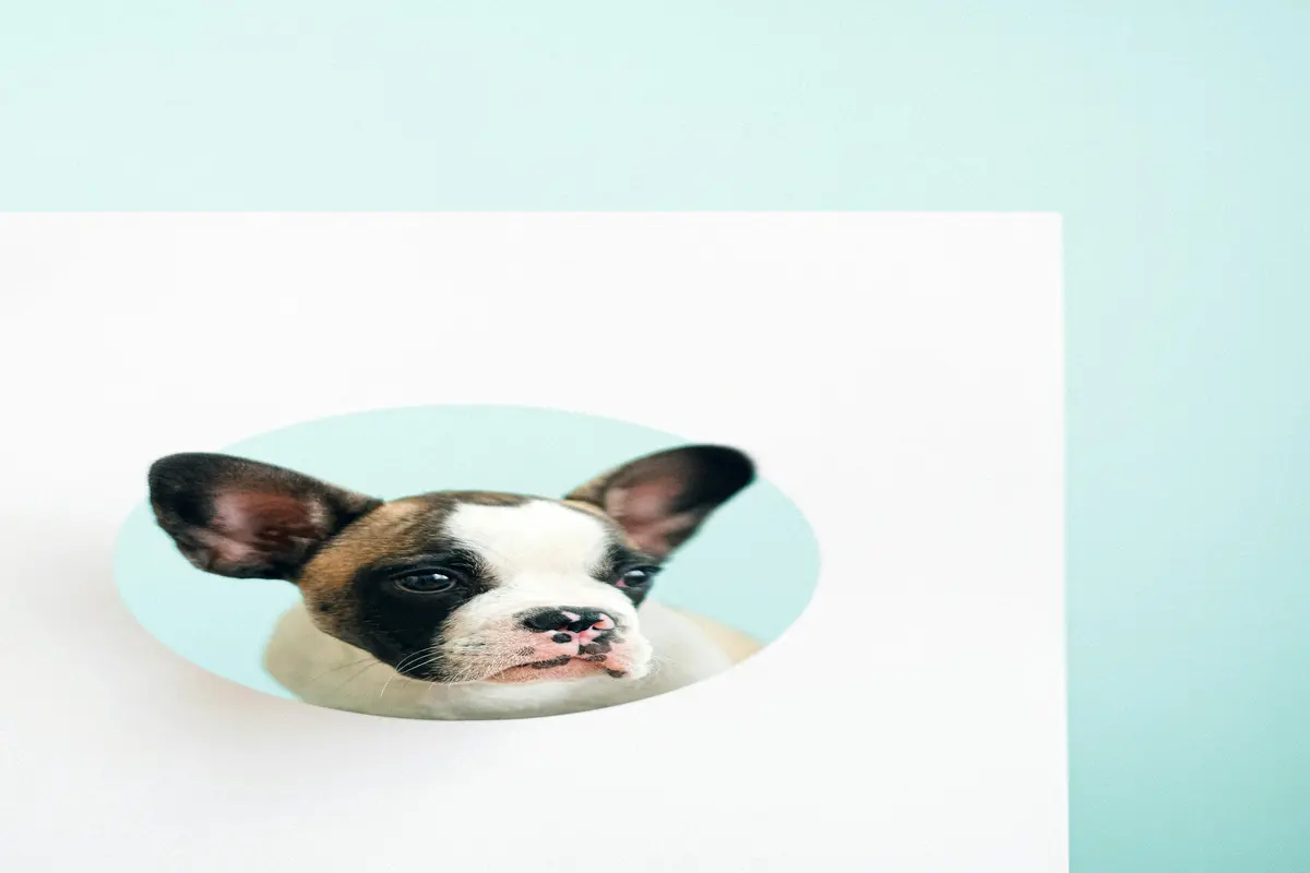 melhores pet shops em piracicaba