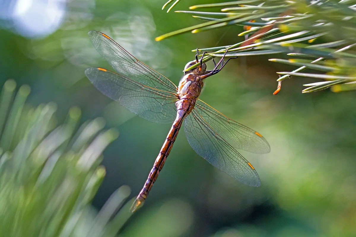 melhores vidraceiros em piracicaba