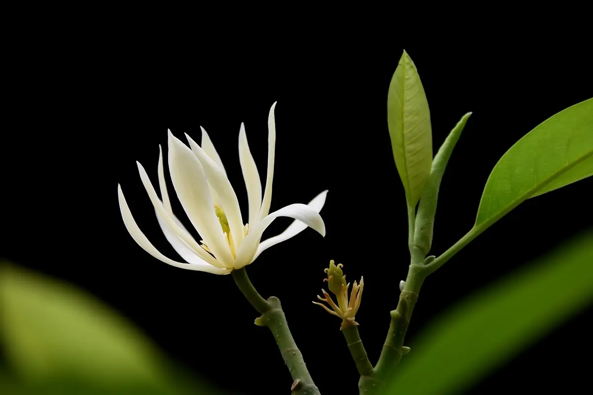 orquídea do mato branca