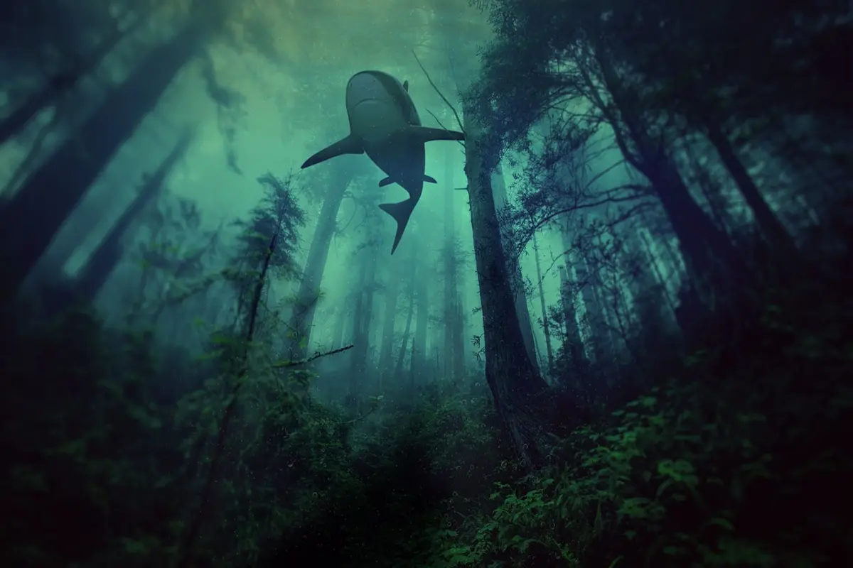 praias com tubarão no brasil