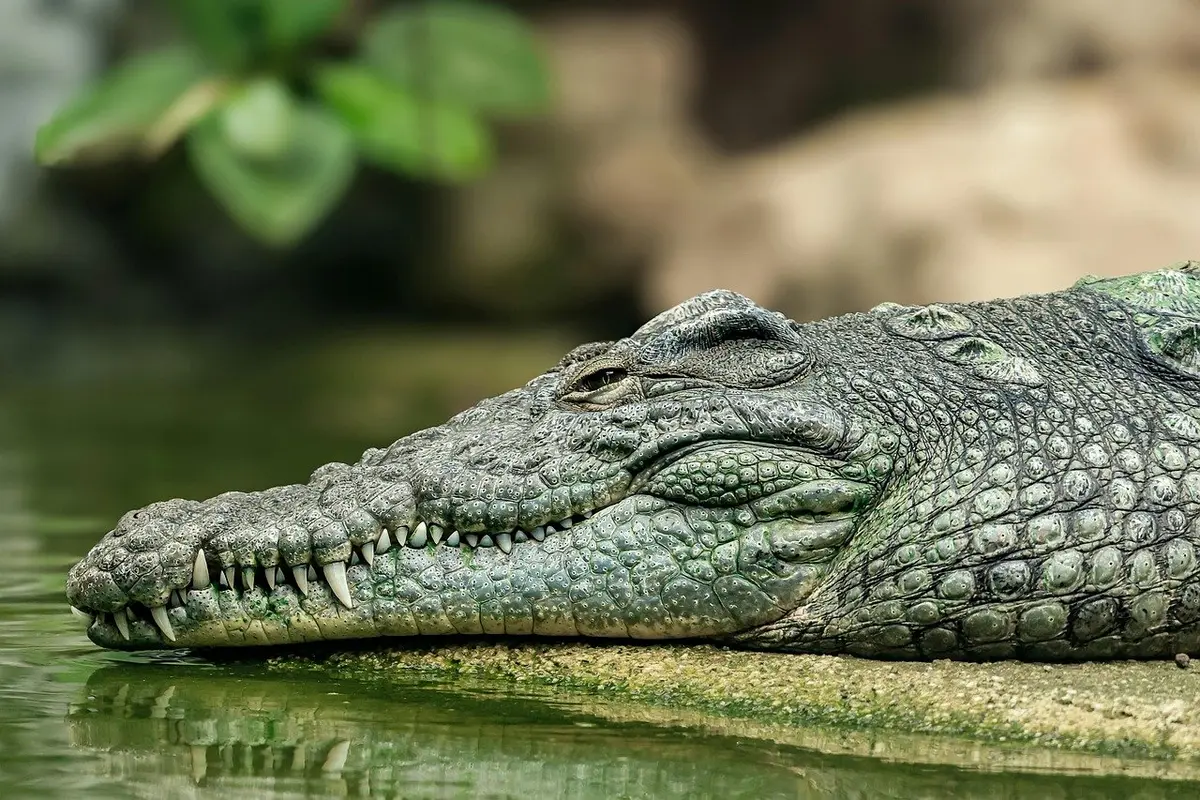 sonhar com.dente podre