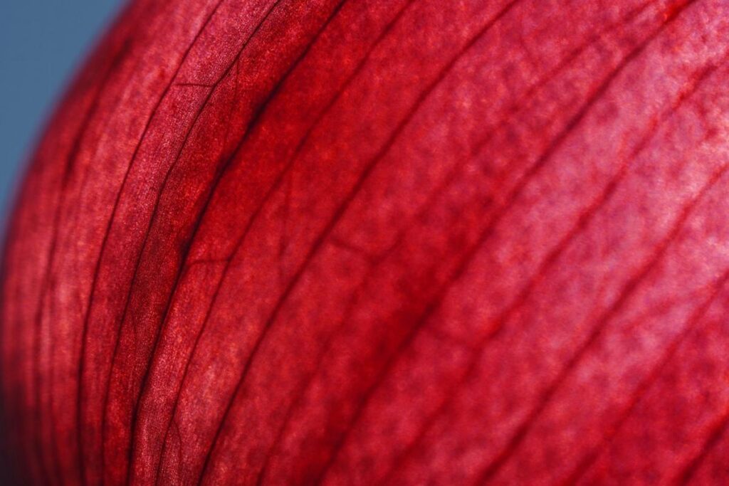 3 formas de cortar cebola sem chorar que funcionam de verdade