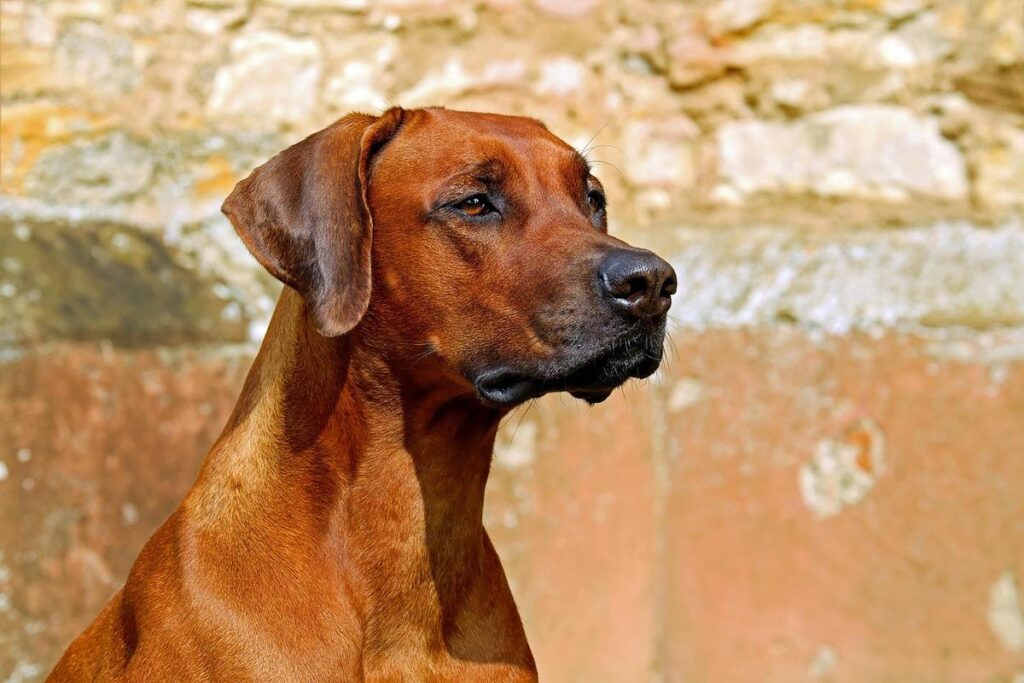 5 sinais que mostram que seu cachorro está magoado com você