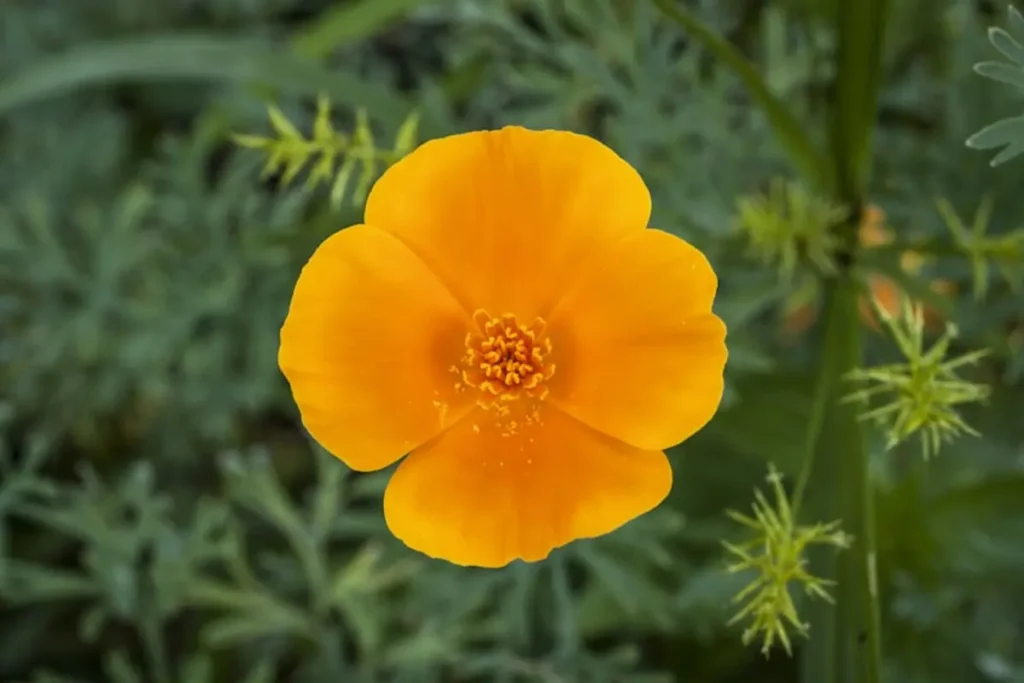 Conheça 20 flores laranja para alegrar o jardim da sua casa