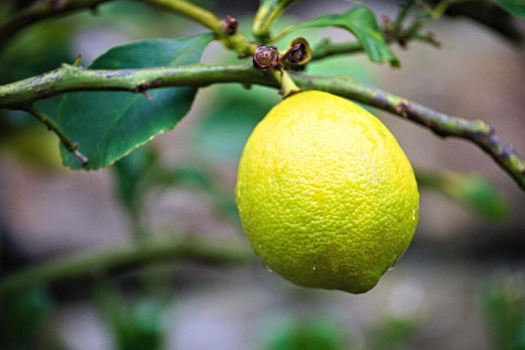 O segredo natural que faz limoeiros crescerem fortes e livres de pragas sem gastar nada