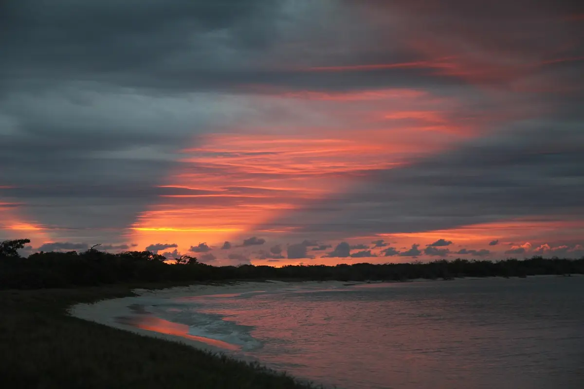 Sonhar com Tenia Entenda o Significado
