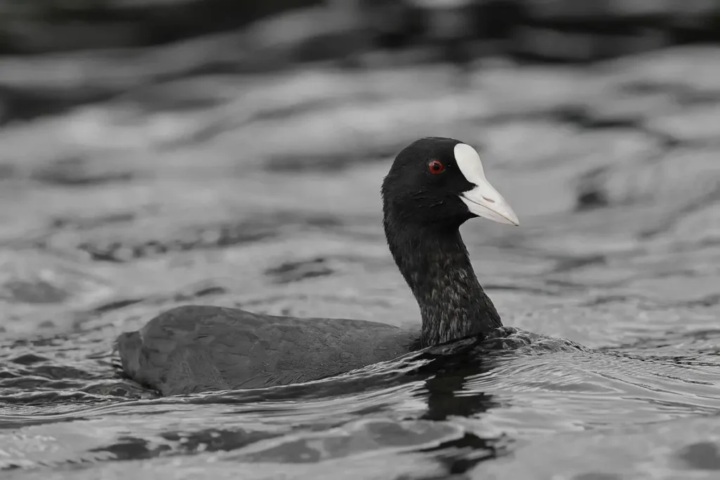 Com quantas contas de água atrasada corta Entenda os critérios essenciais