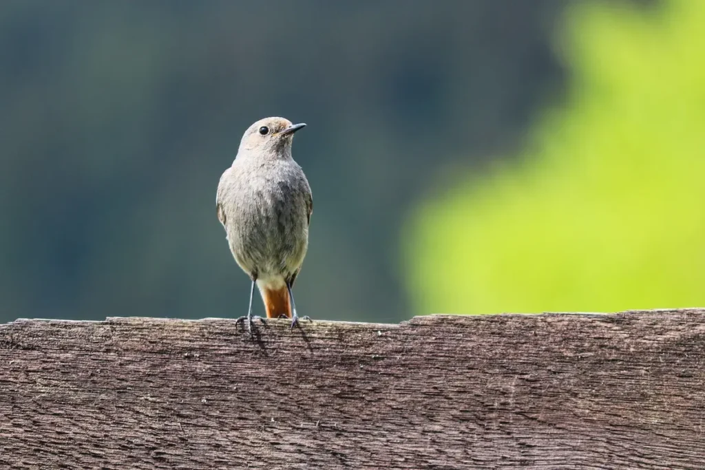 Como Baixar Fatura da Vivo Passo a Passo Fácil