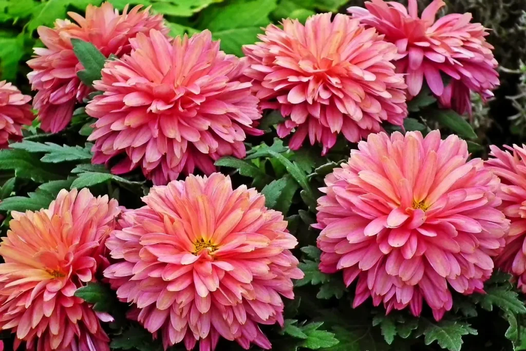 Melhores floriculturas em Piracicaba: Top 10 opções imperdíveis