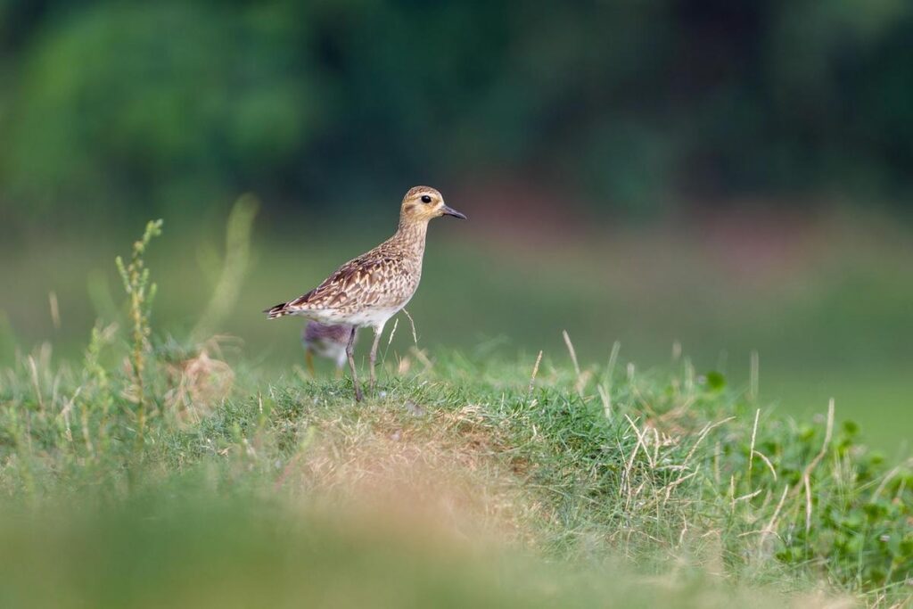 O guia mais seguro para alimentar quero-queros que aparecem no seu jardim