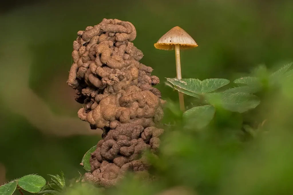 Verme na privada: Entenda o que pode causar e como resolver