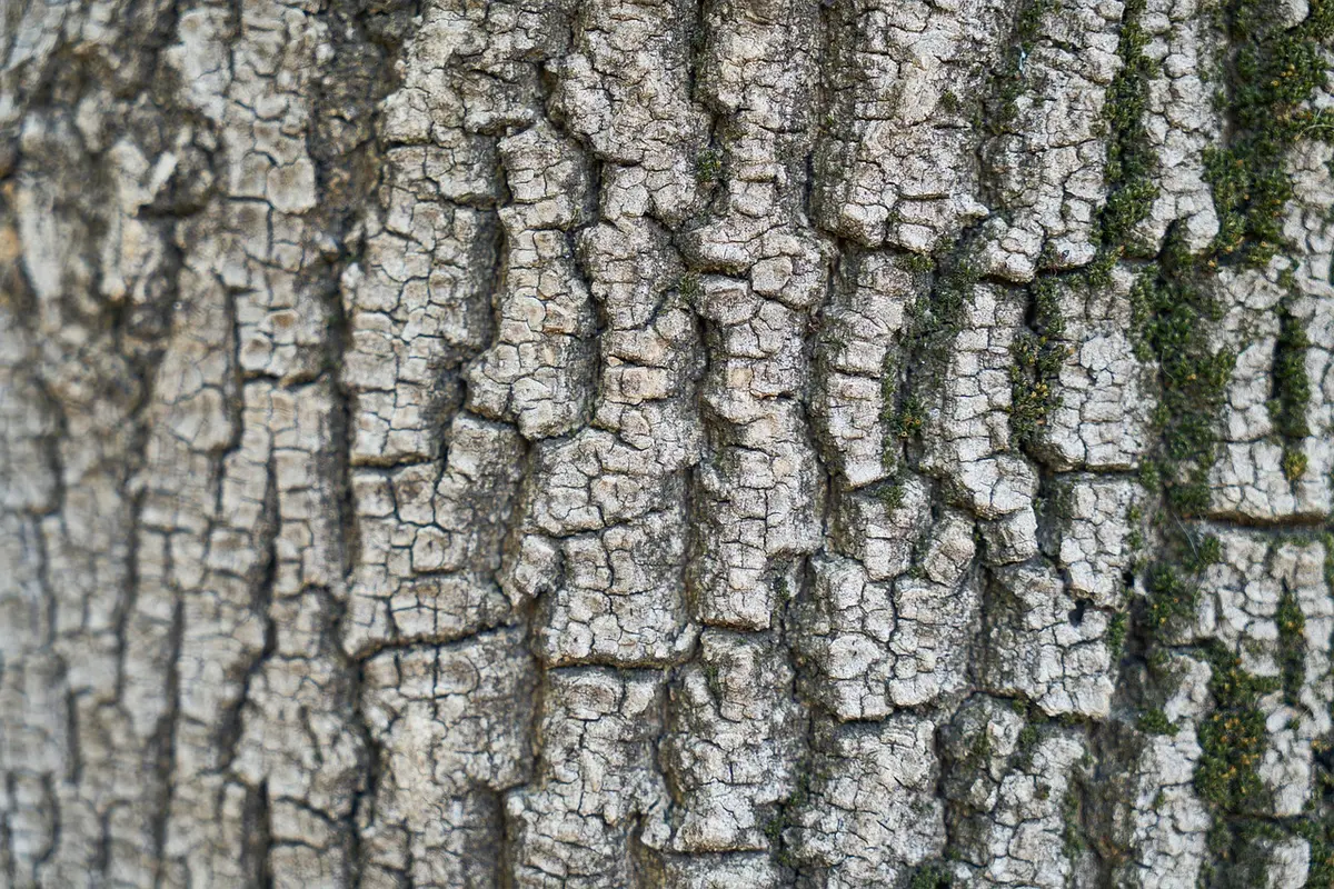 Boleto Hapvida com CPF Entenda como funciona e resolva suas dúvidas