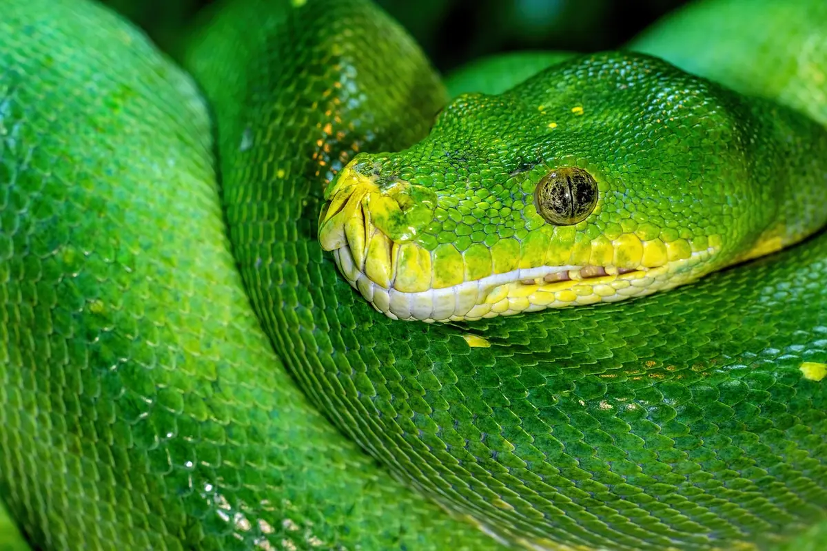 Sonhar com cobras verde Entenda o Significado
