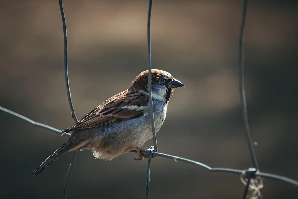 Melhores Serralherias Residenciais em Piracicaba: 10 Opções Imperdíveis