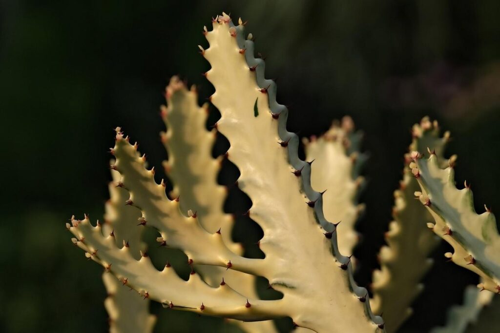 Como as plantas transformam ambientes e melhoram a qualidade de vida