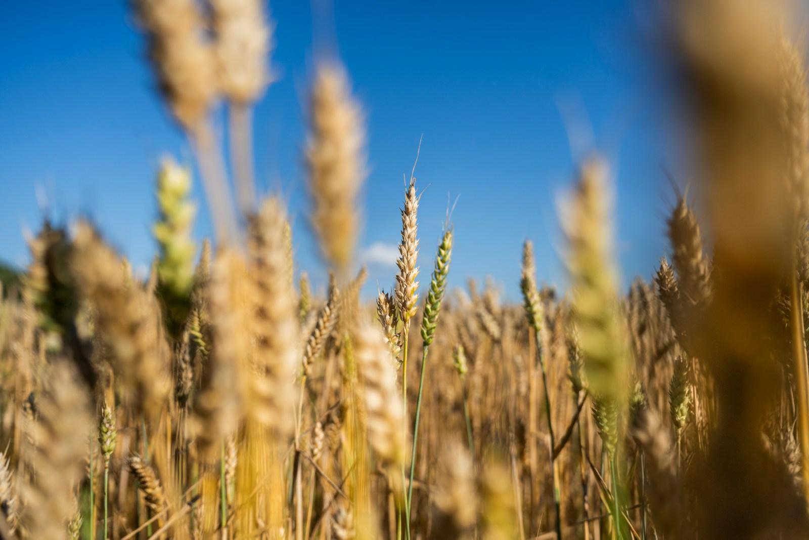 A view of a field of ripe wheat