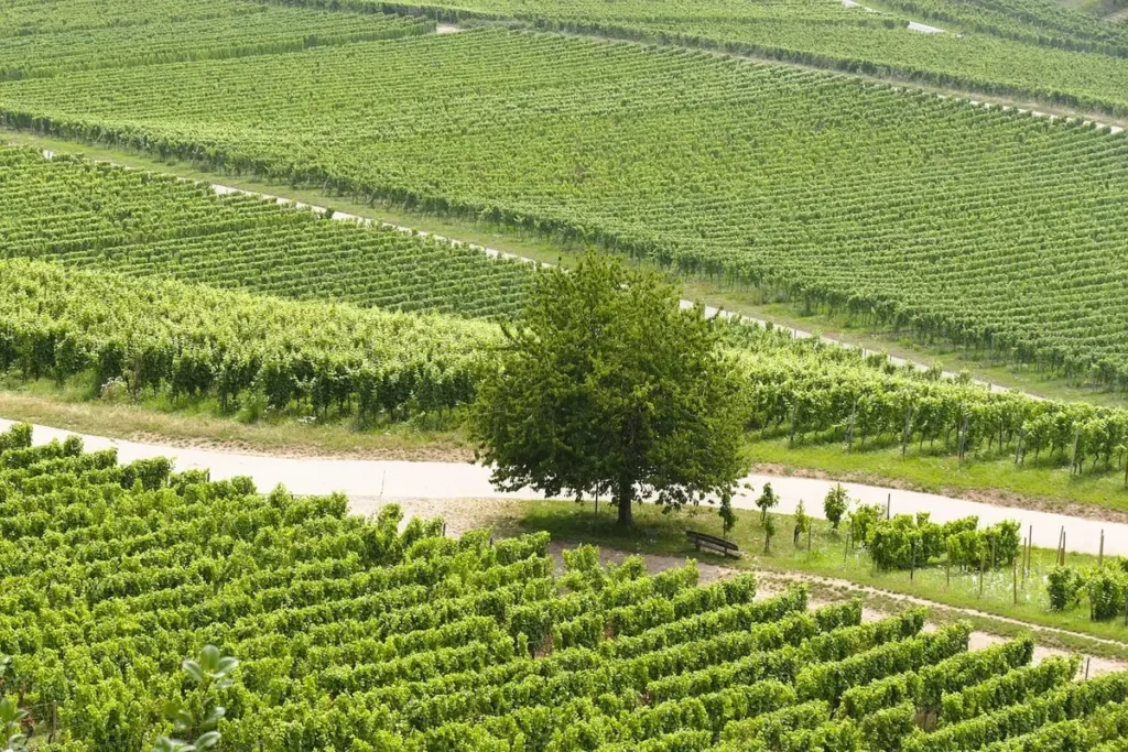 Melhores vinícolas em Piracicaba: Top 10 que você precisa conhecer