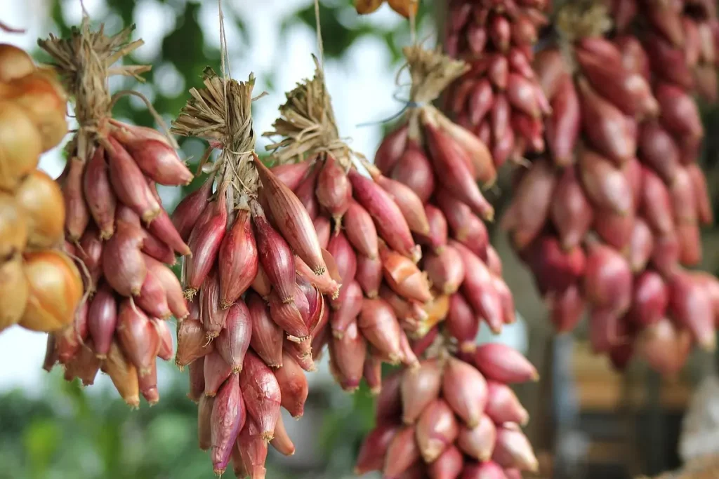 Melhores lojas de jardinagem em Piracicaba: 10 opções imperdíveis para você