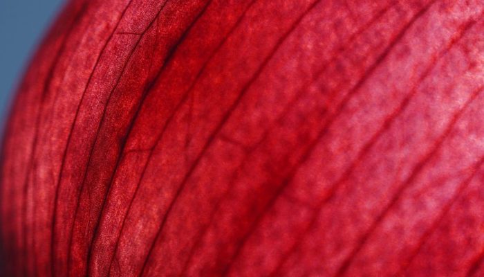 3 formas de cortar cebola sem chorar que funcionam de verdade