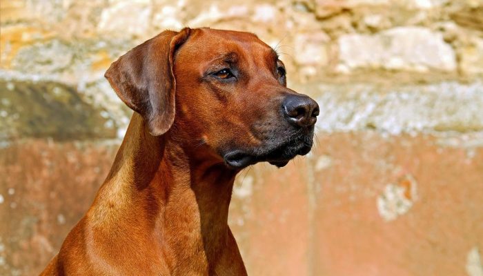 5 sinais que mostram que seu cachorro está magoado com você