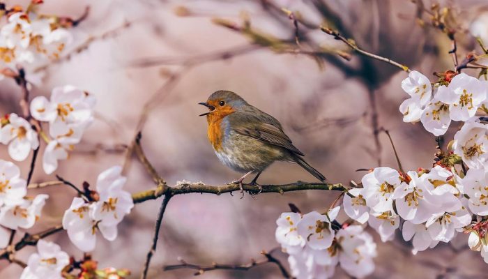 A flor que traz paz alivia o estresse e fortalece os relacionamentos segundo o Feng Shui