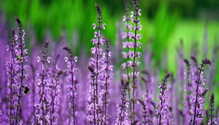 A melhor receita natural para afastar pragas do seu jardim