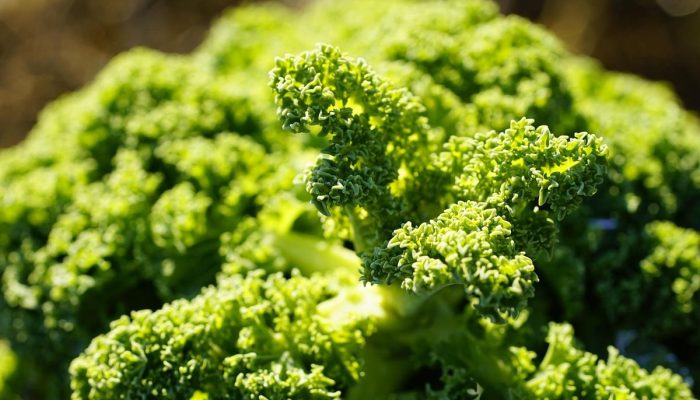 Alimentos mais ricos em cálcio que o leite e que quase ninguém conhece