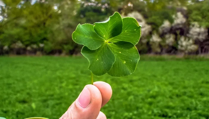 Bilheteria Mineirão Entenda Como Funciona