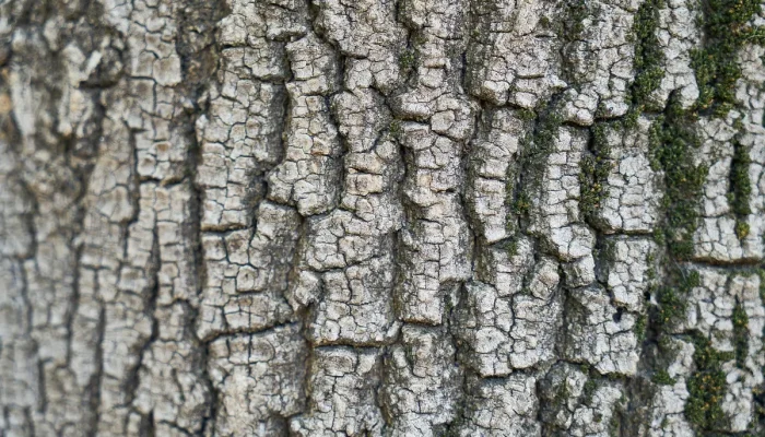 Boleto Hapvida com CPF Entenda como funciona e resolva suas dúvidas