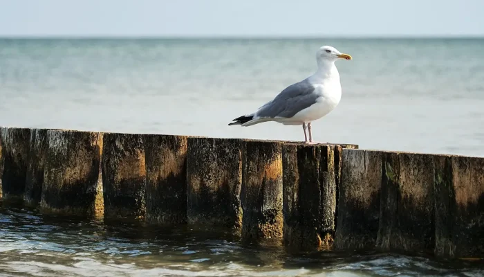 Boleto Ituran Atrasado: Entenda o Que Fazer