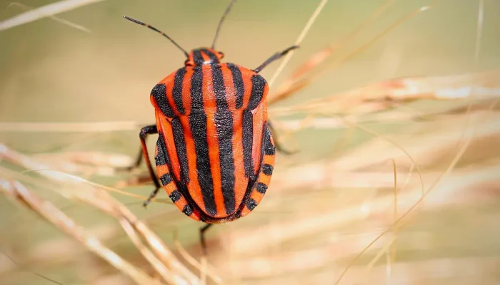 Bug da Shein grátis Entenda como ocorre e quando aparece
