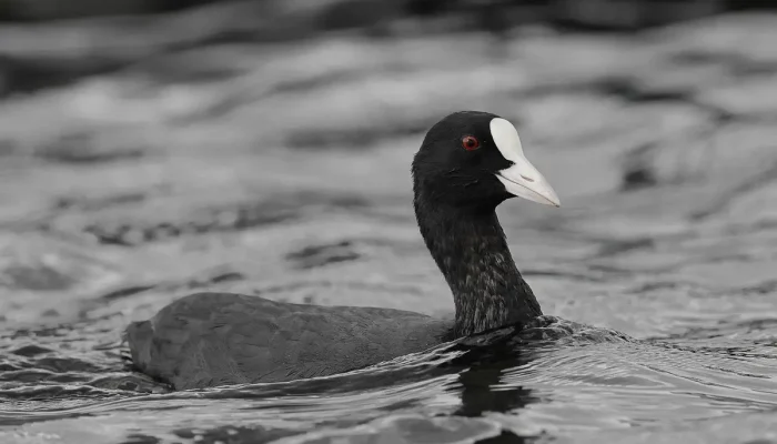 Com quantas contas de água atrasada corta Entenda os critérios essenciais