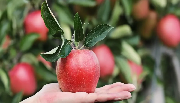 Comida Letra A: Tudo o Que Você Precisa Saber