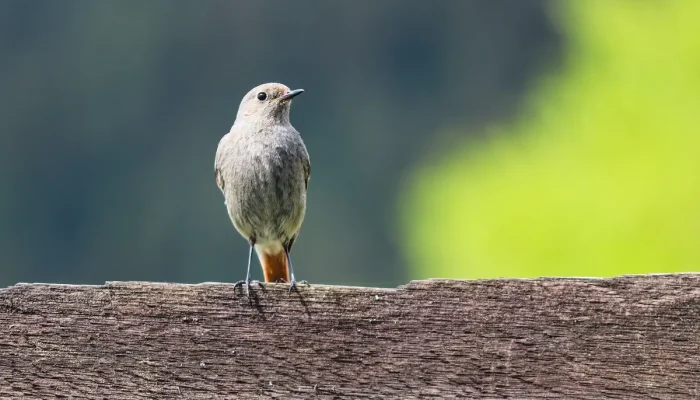 Como Baixar Fatura da Vivo Passo a Passo Fácil