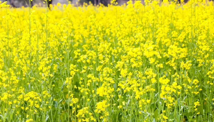 Como Fazer Ativador Em Casa Entenda Passo a Passo