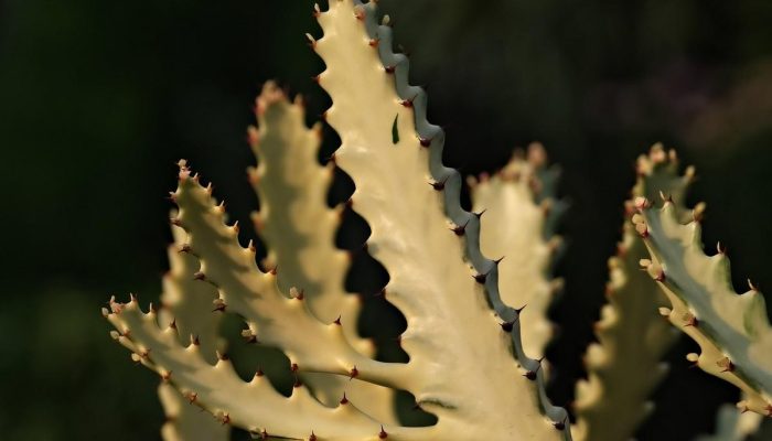 Como as plantas transformam ambientes e melhoram a qualidade de vida
