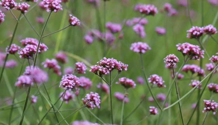Como cultivar Flor verbena: Aprenda passo a passo