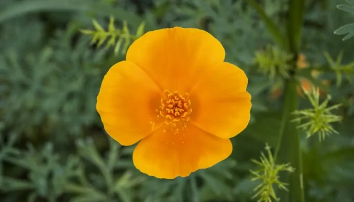 Conheça 20 flores laranja para alegrar o jardim da sua casa