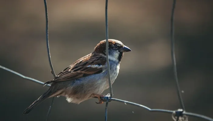 Melhores Serralherias Residenciais em Piracicaba: 10 Opções Imperdíveis