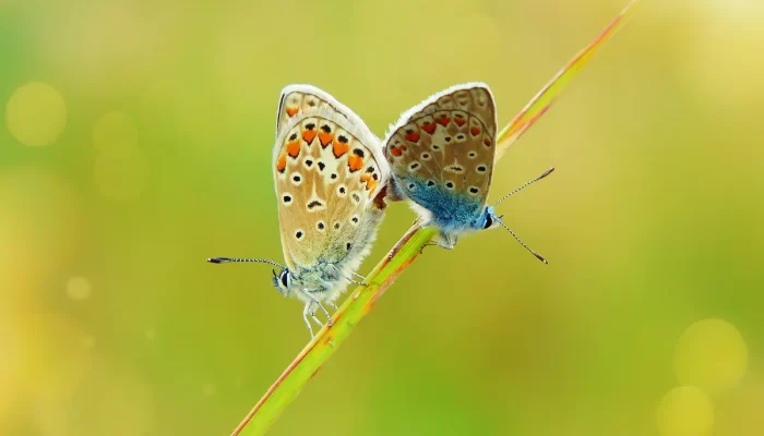 Melhores empresas de jardinagem em Piracicaba: 10 opções imperdíveis para transformar seu espaço verde