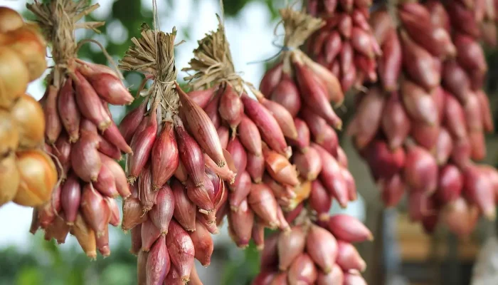 Melhores lojas de jardinagem em Piracicaba: 10 opções imperdíveis para você