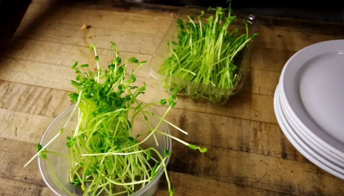 Melhores marmitarias fitness em Piracicaba: Top 10 opções saudáveis para sua dieta