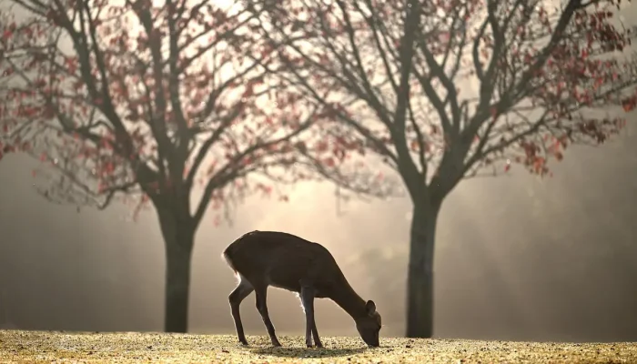 Melhores parques em Piracicaba: Top 10 que você precisa conhecer
