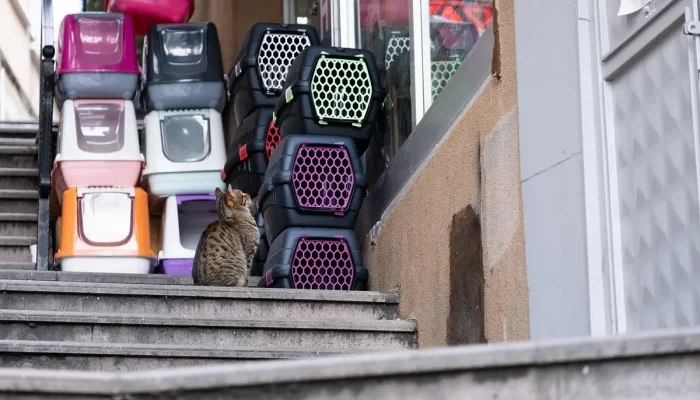 Melhores pet shops especializados em rações premium em Piracicaba: Top 10 que você precisa conhecer
